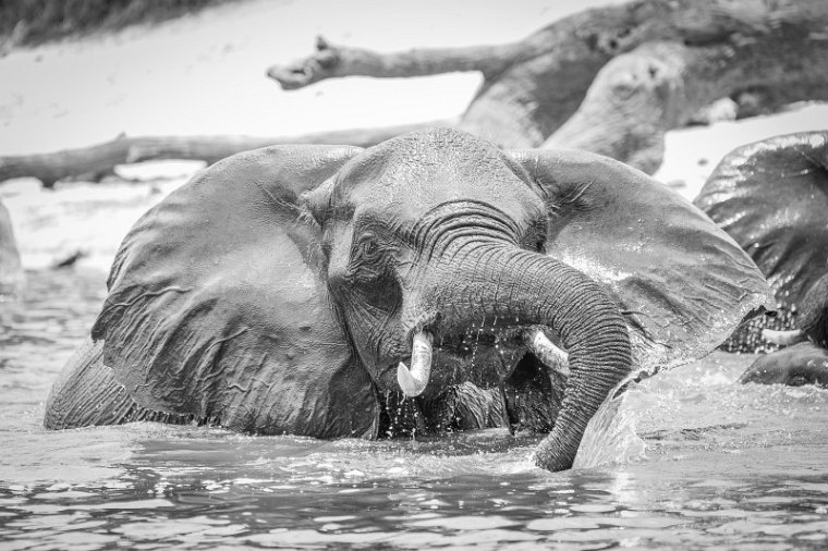 041 Botswana, Chobe NP, olifant.jpg